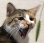 葵