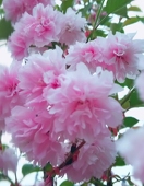 詩史