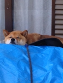 葉月