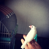 きゃのん