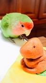 こま