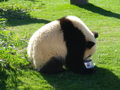 琥珀