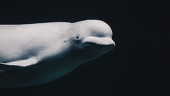 whitewhale