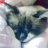くろこ。