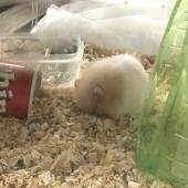 とわみ