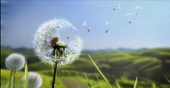 Edelweiss