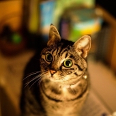 PJcccat