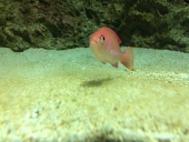 ばんり
