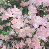 つつ/ぼうはてい