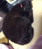 黒猫女帝