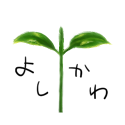 よしかわ