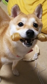 あめふらし