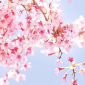 雨桜