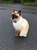 こっこ