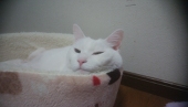 リグッ