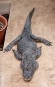 いーちこおじさん