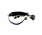 ふぐ