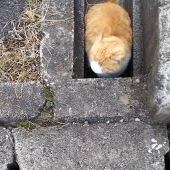 しろがね