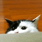 shiro_9