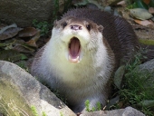 aaaw
