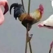 golden chick