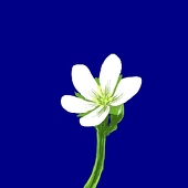 虫喰い草