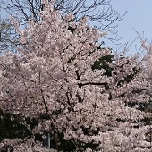 翠桜