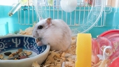 はむ吉