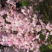 烏丸