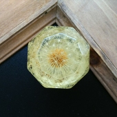 蒼
