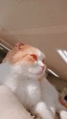 寒桜