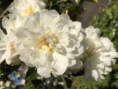 アクタ