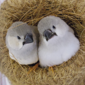 ちたはんだやとみ