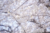 こるん