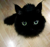 シュナ