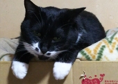 朔見