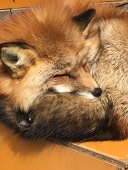 いこ