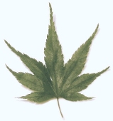 枯干