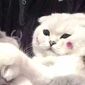 莓莓糕
