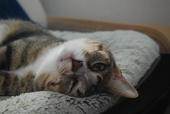 むうむう