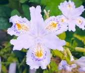 胡蝶花
