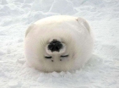 雪魁-XQ