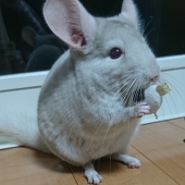 けいか