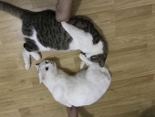 先生