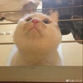 源四一