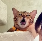 すんぷつ