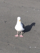 もんち