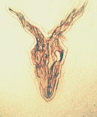 KupuBiru