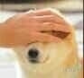 猫厨