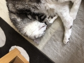 ねこいろ。